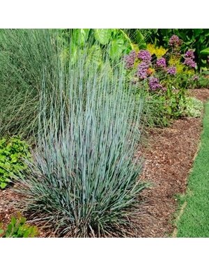 Bluestem, Schizachyrium scoparium 'Standing Ovation' 2G