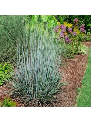 Bluestem, Schizachyrium scoparium 'Standing Ovation' 3G
