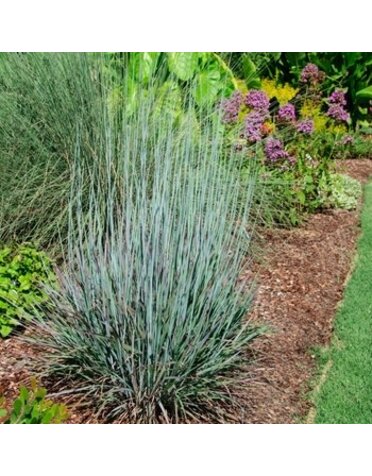 Bluestem, Schizachyrium scoparium 'Standing Ovation' 2G