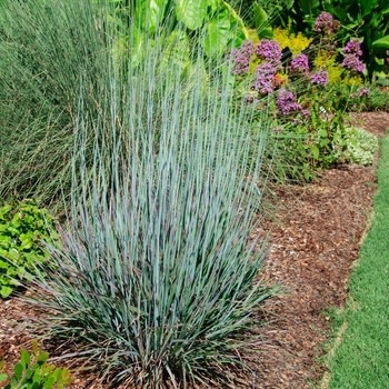 Bluestem, Schizachyrium scoparium 'Standing Ovation' 2G