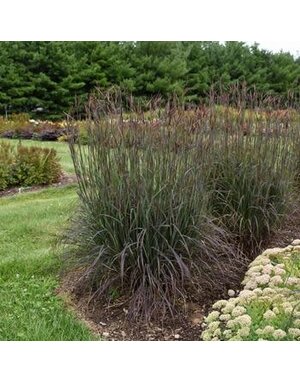 Bluestem, Adropogon gerardii 'Blackhawks' 3G