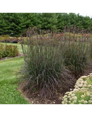 Bluestem, Adropogon gerardii 'Blackhawks' 3G
