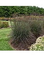 Bluestem, Adropogon gerardii 'Blackhawks' 3G