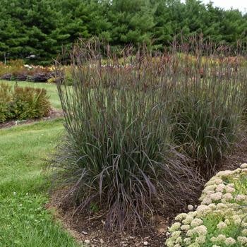 Bluestem, Adropogon gerardii 'Blackhawks' 3G