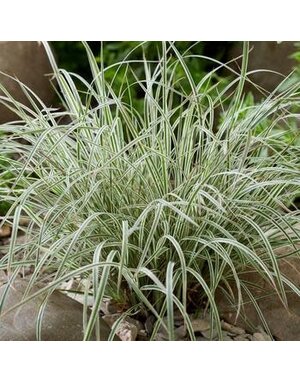 Bluestem, Schizachyrium scoparium 'Chameleon' 1G NATIVE