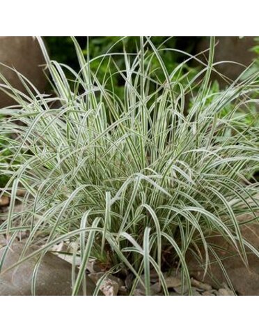 Bluestem, Schizachyrium scoparium 'Chameleon' 1G NATIVE