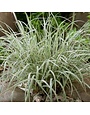 Bluestem, Schizachyrium scoparium 'Chameleon' 1G NATIVE
