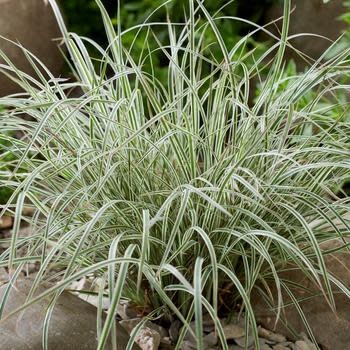 Bluestem, Schizachyrium scoparium 'Chameleon' 1G