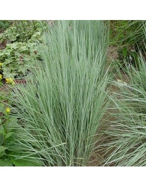 Bluestem, Schizachyrium scoparium 'The Blues' 1G