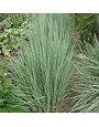 Bluestem, Schizachyrium scoparium 'The Blues' 1G