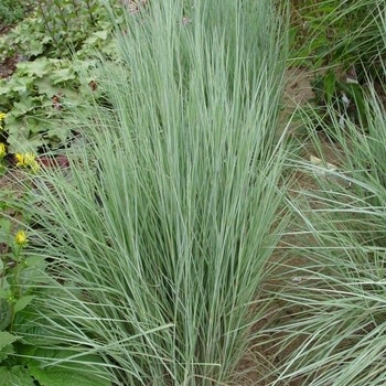 Bluestem, Schizachyrium scoparium 'The Blues' 1G