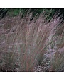 Bluestem, Schizachyrium scoparium 'The Blues' 1G