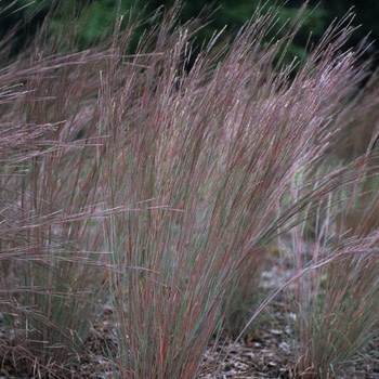 Bluestem, Schizachyrium scoparium 'The Blues' 1G