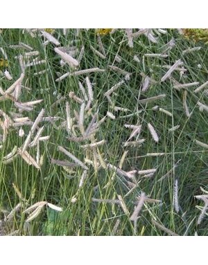 Blue Grama, Bouteloua gracilis 'Blue Grama' 3G NATIVE