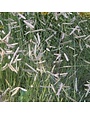 Blue Grama, Bouteloua gracilis 'Blue Grama' 3G NATIVE