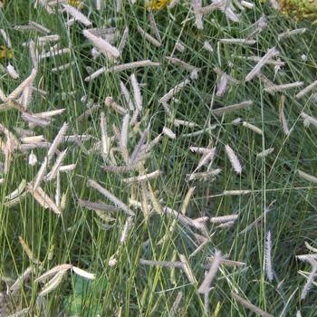 Blue Grama, Bouteloua gracilis 'Blue Grama' 3G NATIVE