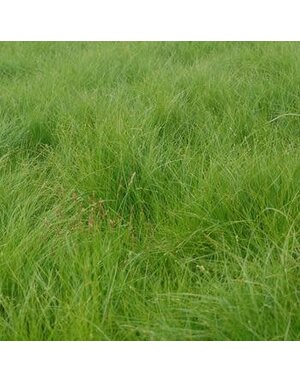 Sedge, Carex appalachica 'Appalachian Sedge' 1G