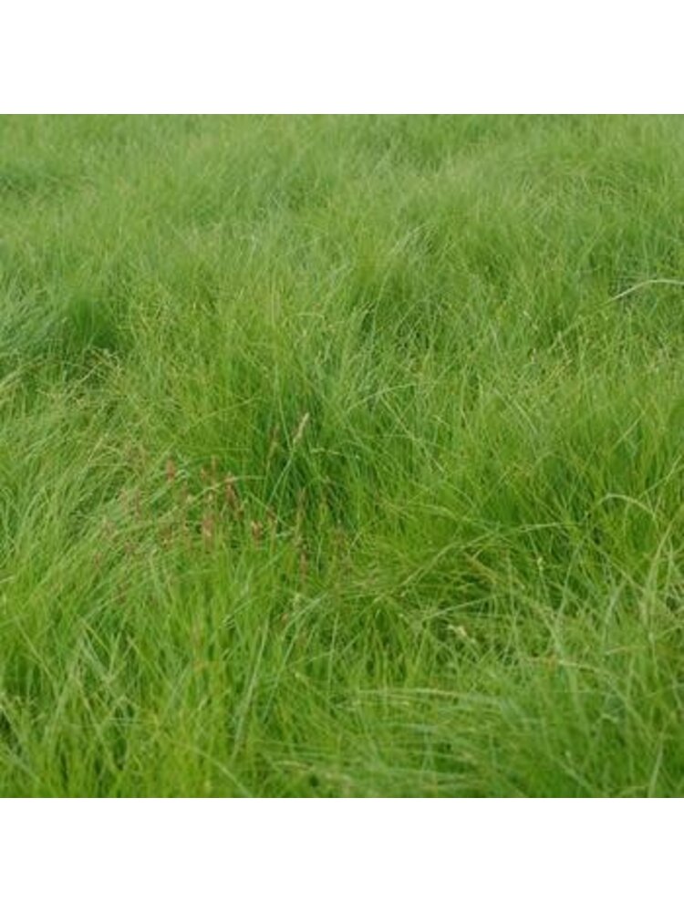 Sedge, Carex appalachica 'Appalachian Sedge' 1G