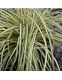 Sedge, Carex oshimensis 'Evercolor' 1G