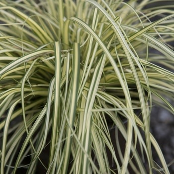 Sedge, Carex oshimensis 'Evercolor' 1G