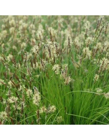 Sedge, Carex pensylvanica 'Pennsylvania Sedge' 1G NATIVE