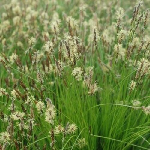 Sedge, Carex pensylvanica 'Pennsylvania Sedge' 1G NATIVE