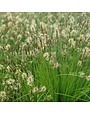 Sedge, Carex pensylvanica 'Pennsylvania Sedge' 1G NATIVE