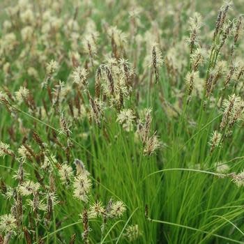 Sedge, Carex pensylvanica 'Pennsylvania Sedge' 1G NATIVE
