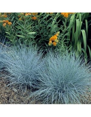 Fescue, Festuca glauca 'Elijah Blue'1G