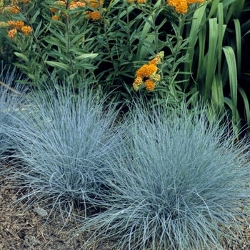 Fescue, Festuca glauca 'Elijah Blue'1G