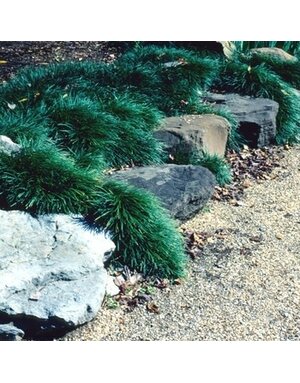 Mondo Grass, Ophiopogon japonicus 'Nanus' Dwarf 3.5"