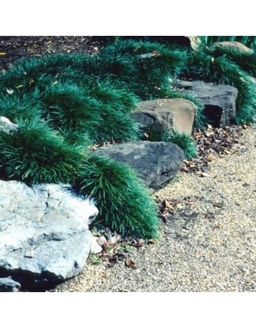 Mondo Grass, Ophiopogon japonicus 'Nanus' Dwarf 3.5"