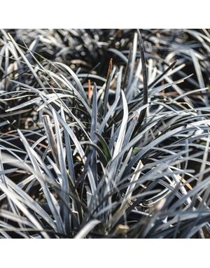 Mondo Grass, Ophiopogon planiscapus 'Nigrescens' Black 4"