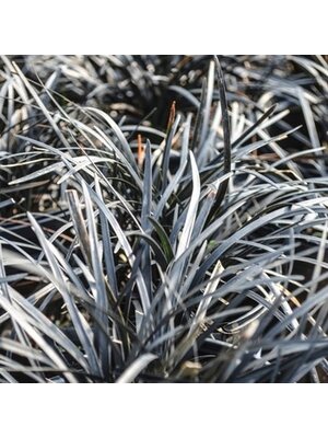 Mondo Grass, Ophiopogon planiscapus 'Nigrescens' Black 4" Mondo Grass, Ophiopogon planiscapus 'Nigrescens' Black 4"