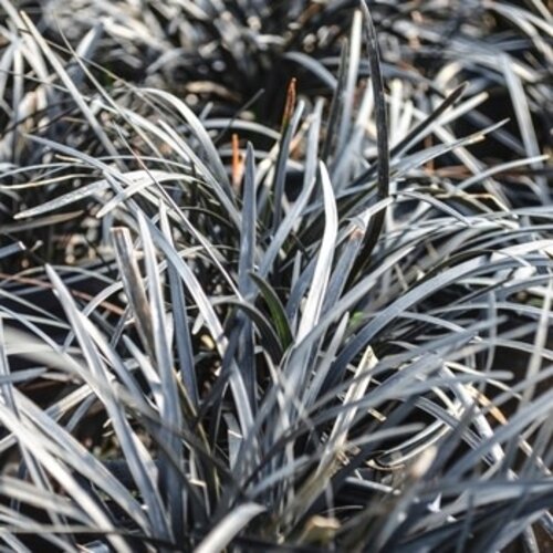 Mondo Grass, Ophiopogon planiscapus 'Nigrescens' Black 4"