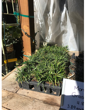 Mondo Grass, Ophiopogon japonicus 'Mondo' 1G