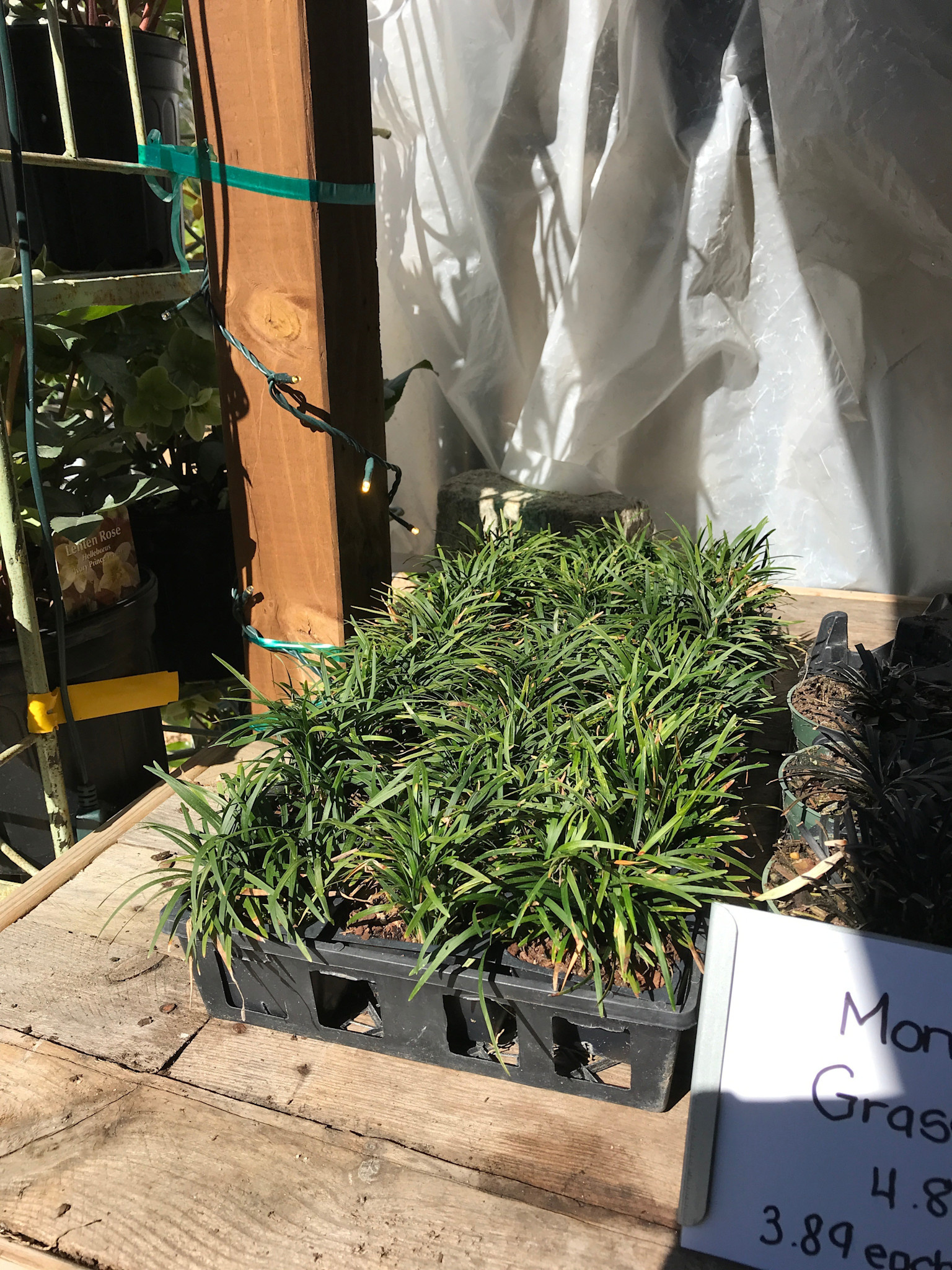 Mondo Grass, Ophiopogon japonicus 'Mondo' 1G