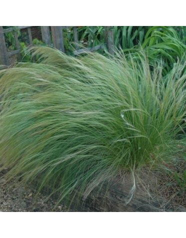 Mexican Feather Grass, Nassella tenuissima 'Mexican Feather' 1G
