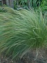 Mexican Feather Grass, Nassella tenuissima 'Mexican Feather' 1G