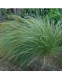 Mexican Feather Grass, Nassella tenuissima 'Mexican Feather' 1G