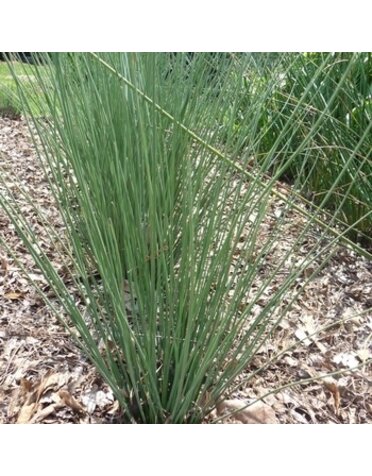 Rush, Juncus Inflexus 'Blue Arrow' 1G
