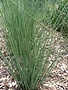 Rush, Juncus Inflexus 'Blue Arrow' 1G