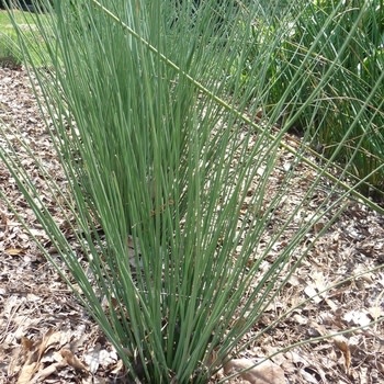 Rush, Juncus Inflexus 'Blue Arrow' 1G