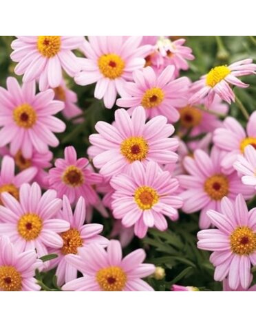 Marguerite Daisy 6.5"