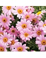 Marguerite Daisy 6.5"