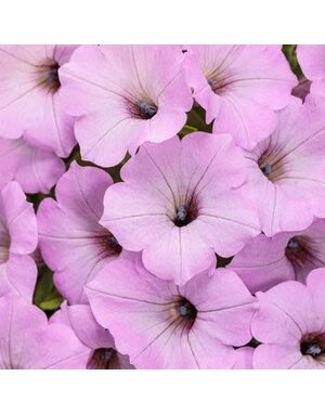 Proven Winners Petunia Supertunia® 6" Pot