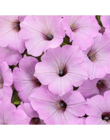 Proven Winners Petunia Supertunia® 6" Pot