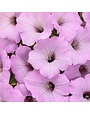 Proven Winners Petunia Supertunia® 6" Pot