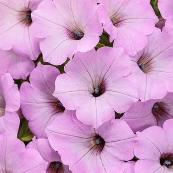 Proven Winners Petunia Supertunia® 6" Pot