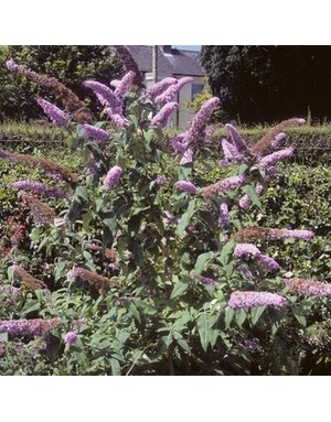 Butterfly Bush, Buddleia davidii 'Buddaplav' Dapper® Lavender 5G